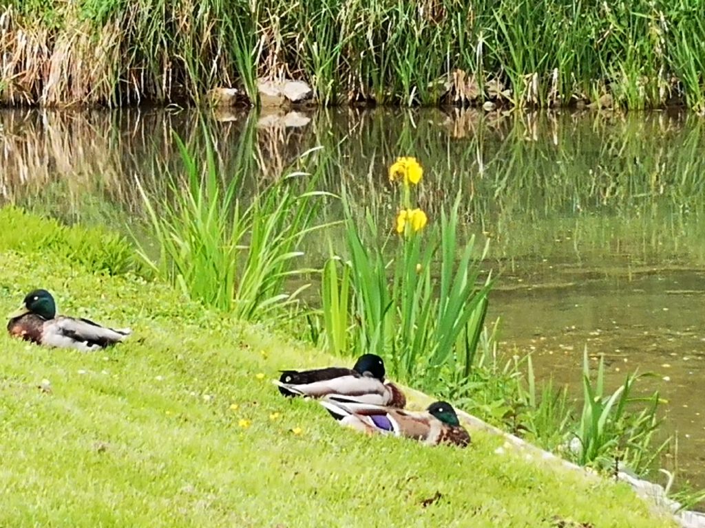 Bad Pyrmont - Kurpark